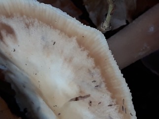 Rhodocollybia asema