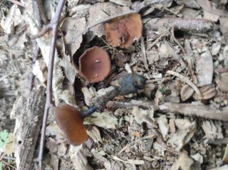 Dumontinia tuberosa