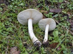 Melanoleuca cognata