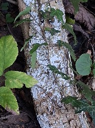 Lyomyces sambuci