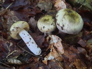 Russula violeipes