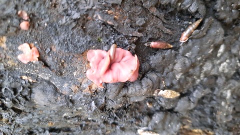 Ascocoryne sarcoides