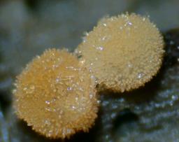 Bactridium flavum