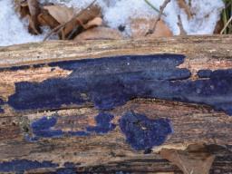 Terana coerulea