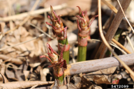 Fallopia