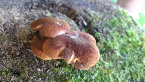 Tricholomopsis flammula