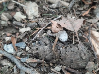 Strobilurus esculentus