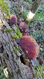 Daedaleopsis confragosa