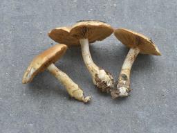 Phlegmacium cliduchum