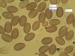 Protostropharia luteonitens