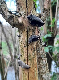 Auricularia auricula-judae