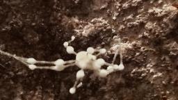 Lecanicillium tenuipes
