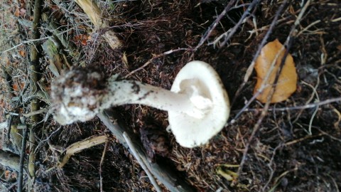 Amanita citrina