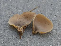 Otidea alutacea