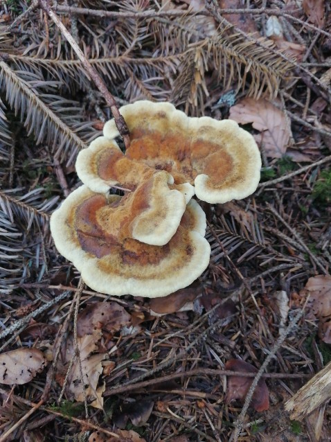 Phaeolus schweinitzii