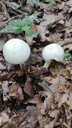 Cystoagaricus lepidotoides