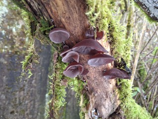 Auricularia auricula-judae
