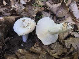 Lactifluus piperatus