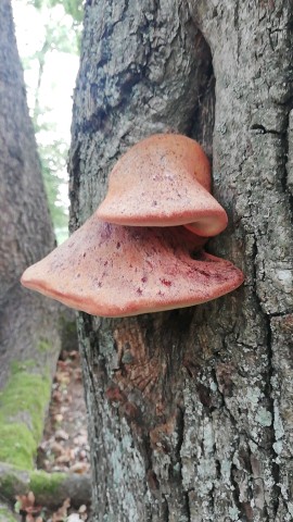Fistulina hepatica