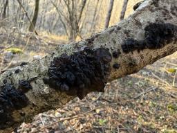 Exidia nigricans