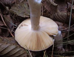 Russula postiana