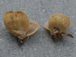 Otidea alutacea