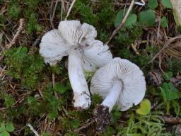 Tricholoma atrosquamosum