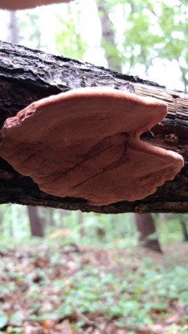 Hapalopilus nidulans