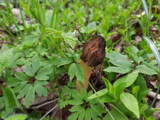 Morchella semilibera