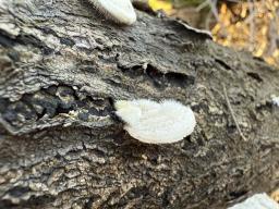 Trametes hirsuta