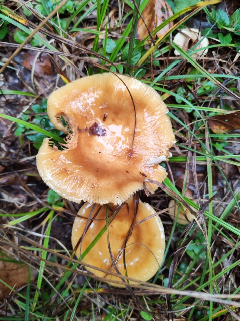 Russula subfoetens