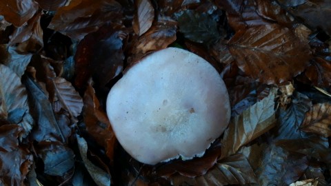 Lepista glaucocana