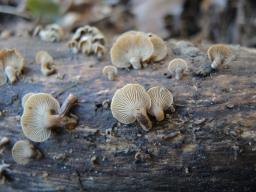 Panellus stipticus