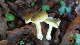 Tricholoma sejunctum