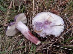 Russula amoena