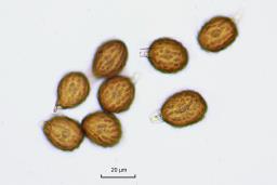 Uromyces scutellatus