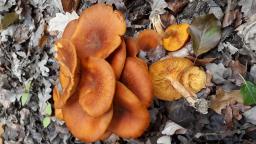 Omphalotus olearius