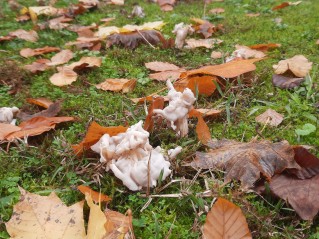 Helvella crispa