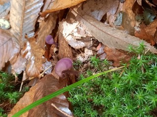 Laccaria amethystina