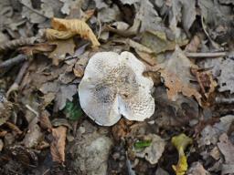 Tricholoma basirubens