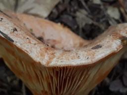 Lactarius deliciosus