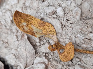 Botryosphaeria visci