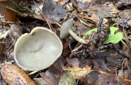 Helvella macropus