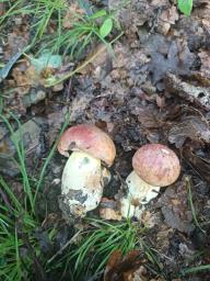 Butyriboletus fuscoroseus