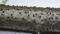 Peroneutypa scoparia