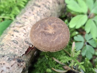 Polyporus tuberaster