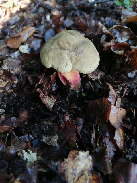 Caloboletus calopus