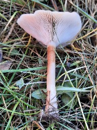 Giacomia mirabilis