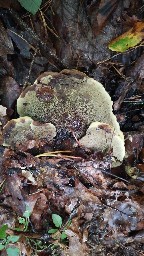 Phaeolus schweinitzii