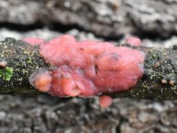 Marchandiomyces quercinus